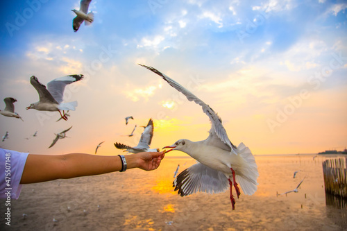 Feeding seagull bird from hand