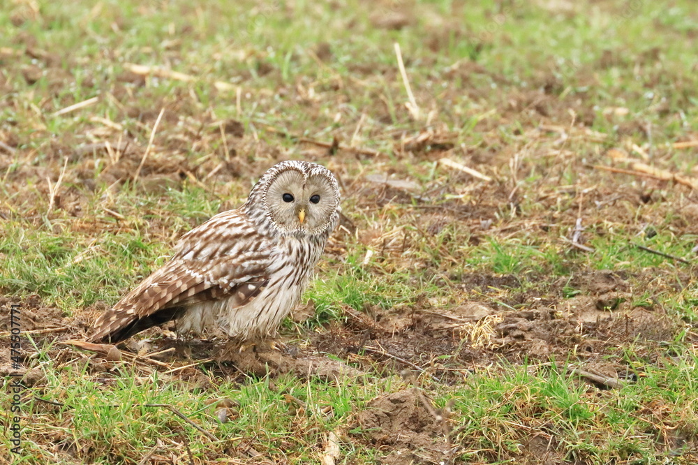 Ural owl (Strix uralensis) on the field ground Ural owl (Strix uralensis) on the field ground