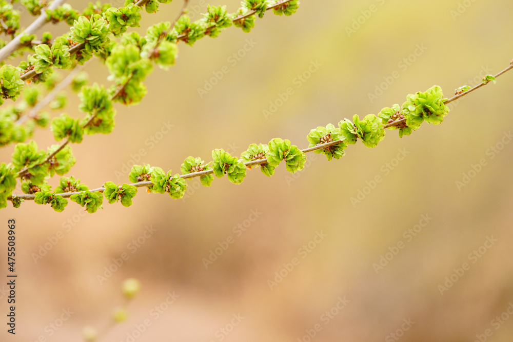 Spring elm green elm seeds Spring elm green elm seeds