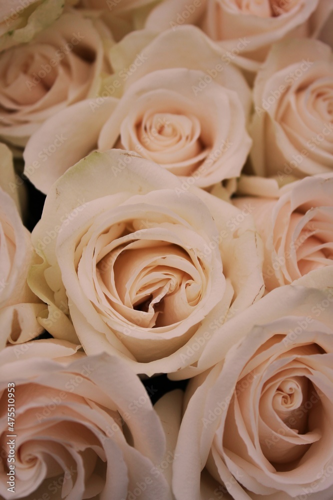 white roses background white roses background
