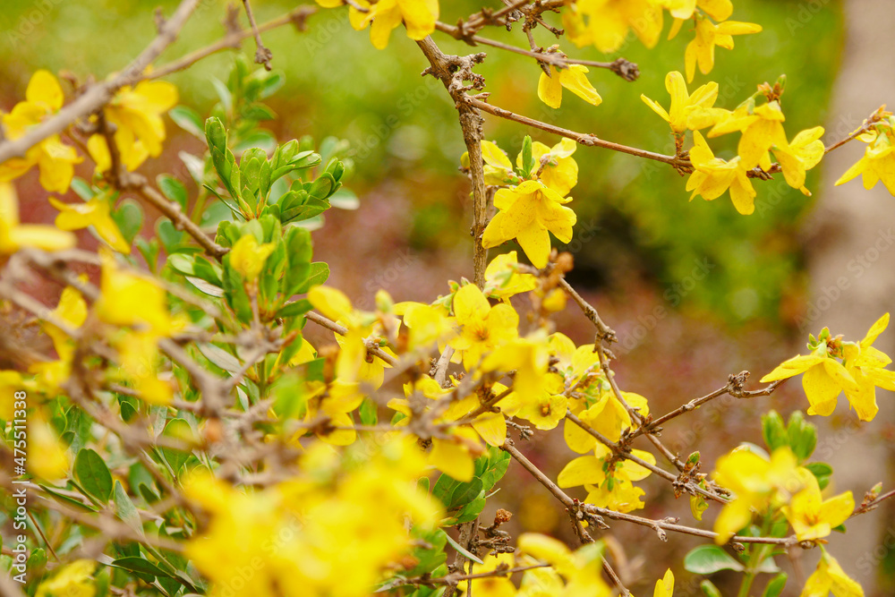 Yellow forsythia blooming in spring Yellow forsythia blooming in spring
