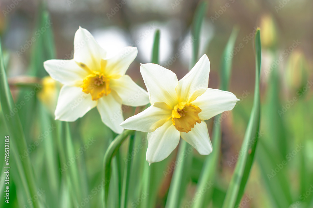 Two Narcissus flowers in garden close up, wonderful white blossom with white petals and yellow core. Flowers macro image, flower bed scenery, floriculture Two Narcissus flowers in garden close up, wonderful white blossom with white petals and yellow core. Flowers macro image, flower bed scenery, floriculture