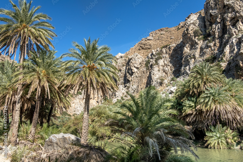 Obraz premium Exotic palm groves at the end of the Preveli gorge where the Megas river encounters the Libyan sea, in a secluded white sand beach, Crete, Greece