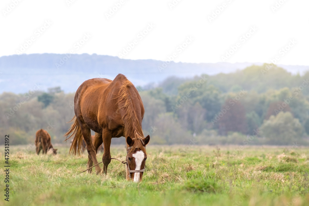 Beautiful chestnut horse grazing in green grassland summer field.