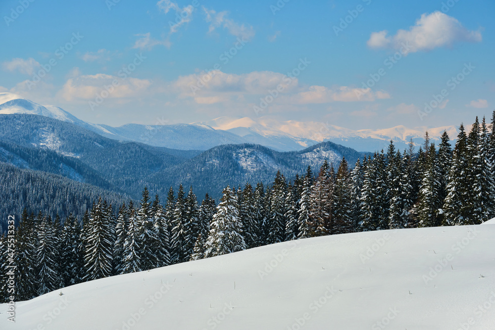 Bright winter landscape with pine tree branches covered with fresh fallen snow in mountain forest on cold wintry day