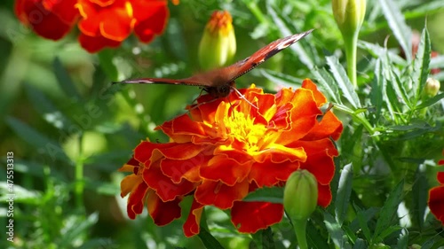 Butterfly in summer park. Graceful little incest with patterned wings sits on bright marigold pollinating flowers with green leaves close view photo