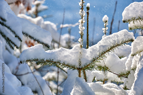 Closeup of pine tree branches covered with fresh fallen snow in winter mountain forest on cold bright day