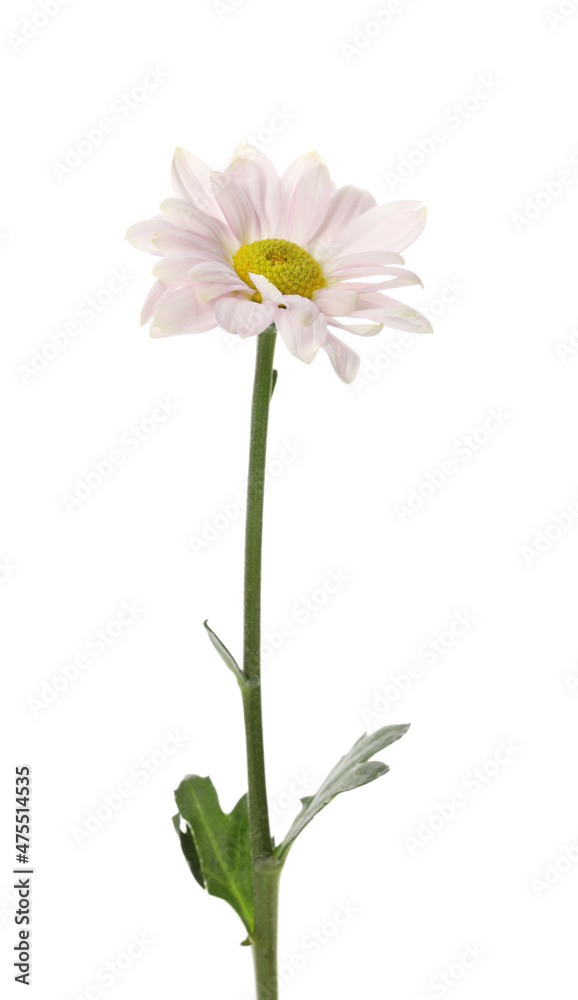 Beautiful blooming chrysanthemum flower isolated on white Beautiful blooming chrysanthemum flower isolated on white