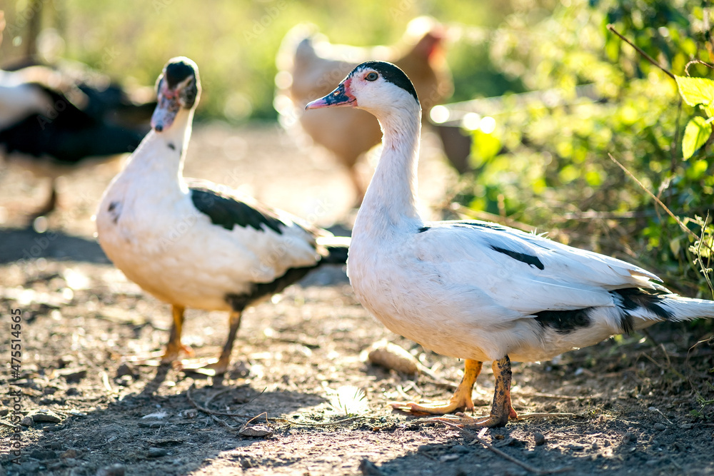 Ducks feed on traditional rural barnyard. Detail of a duck head. Close up of waterbird standing on barn yard. Free range poultry farming concept. Ducks feed on traditional rural barnyard. Detail of a duck head. Close up of waterbird standing on barn yard. Free range poultry farming concept.