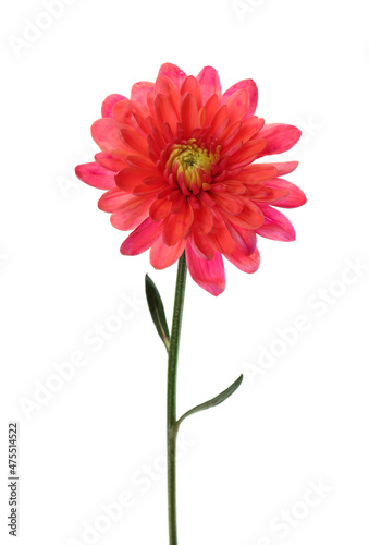 Beautiful blooming chrysanthemum flower isolated on white