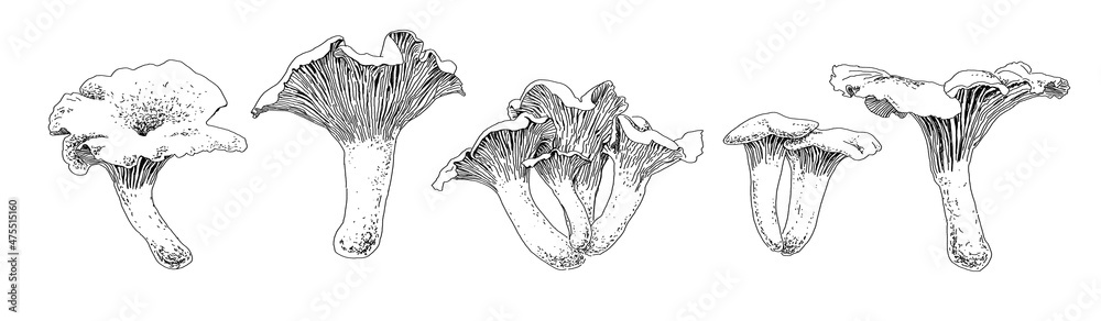 Εκτύπωση καμβά A set of chanterelle mushrooms drawn with graphics in black and white
