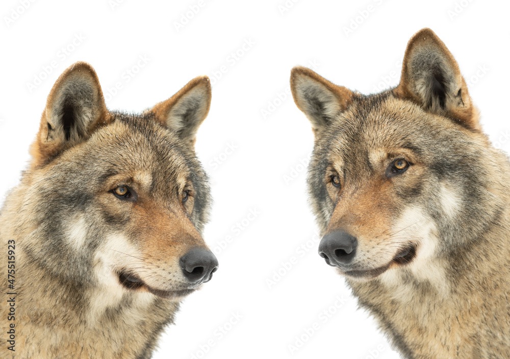 Naklejka premium portraits of gray wolves isolated on white background