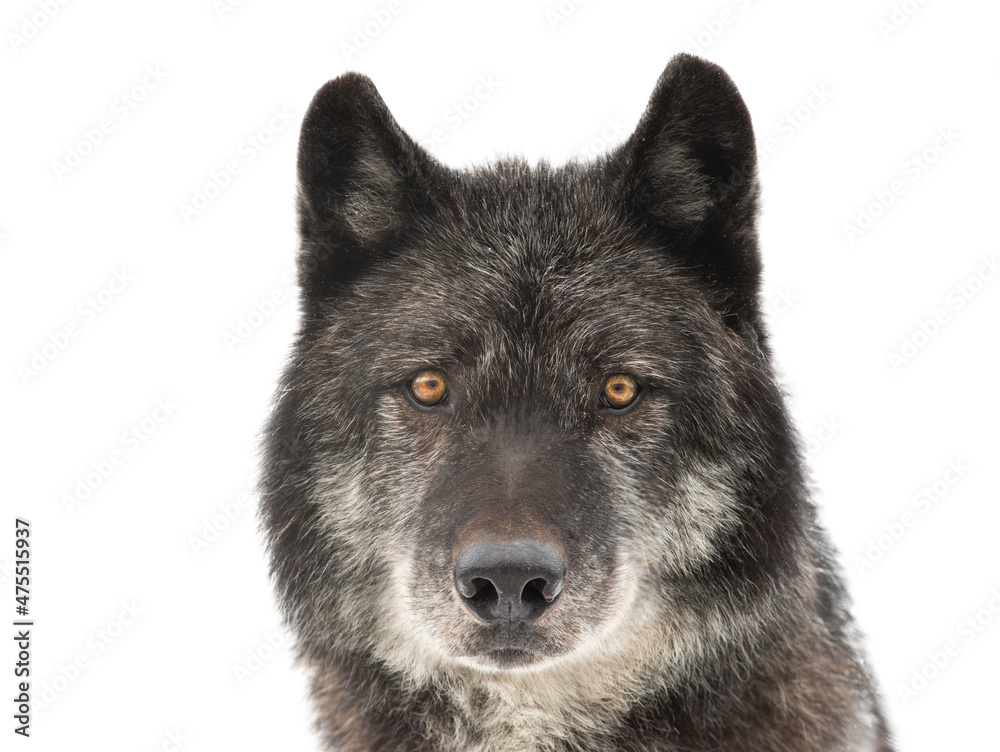 portrait of canadian black wolf isolated on white background