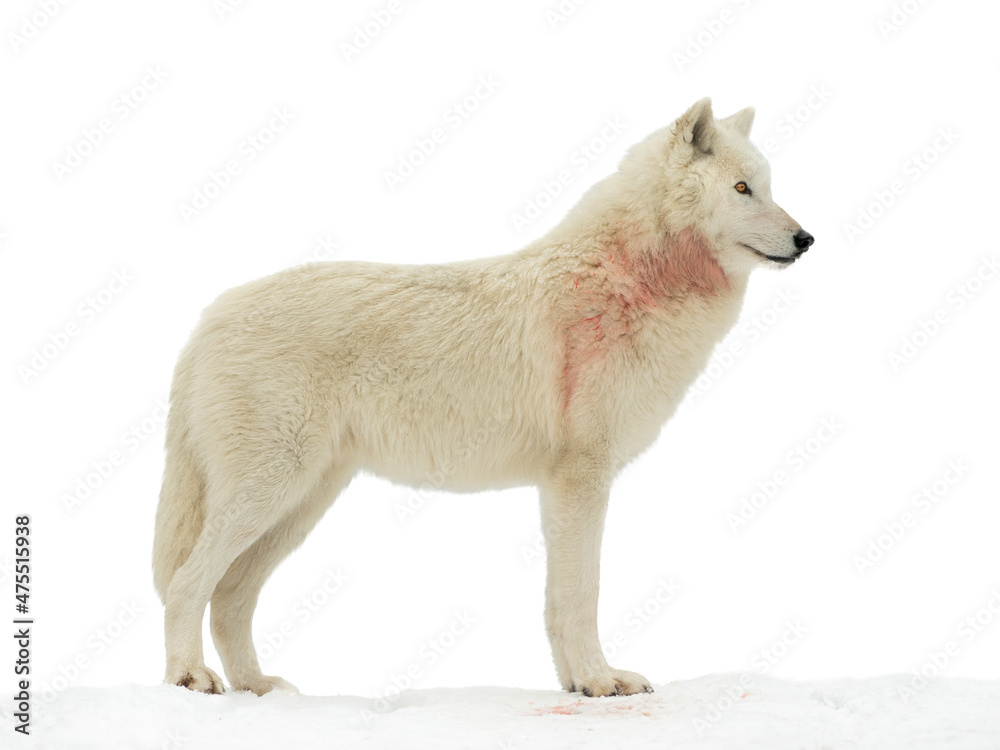 white polar wolf after prey isolated on white background white polar wolf after prey isolated on white background