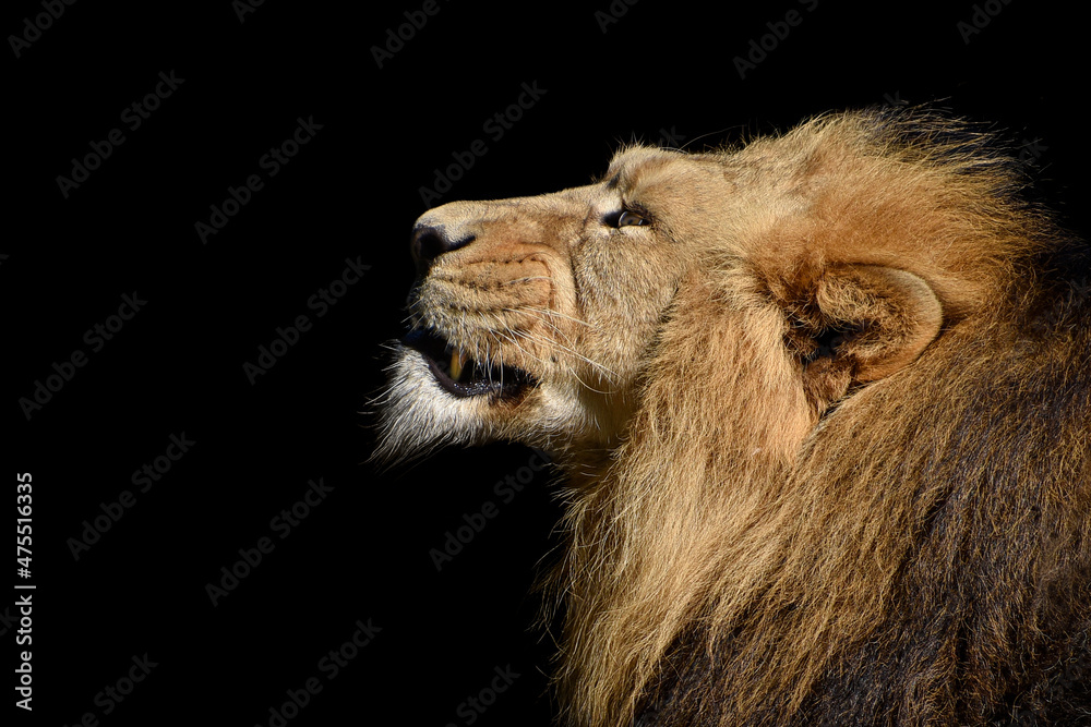 Fototapeta premium Lion , Portrait Wildlife animal , isolated