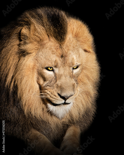 Lion   Portrait Wildlife animal   isolated 