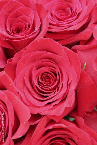 red roses background