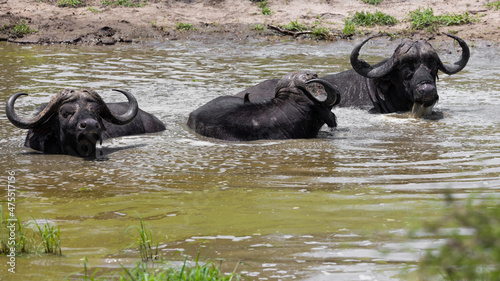 African buffalo in a waterhole © Jurgens