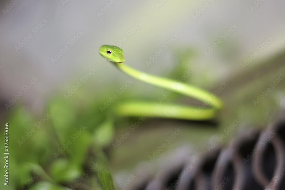 Obraz premium Ahaetulla prasina in the wall