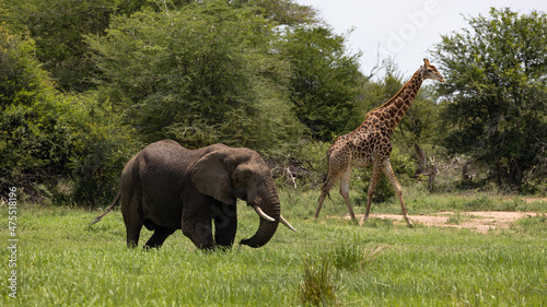 An African elephant and giraffe