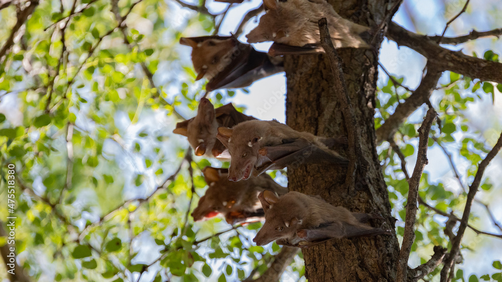 Fototapeta premium fruit bats hanging from a tree