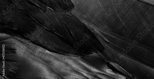 black feathers with visible details. background or texture