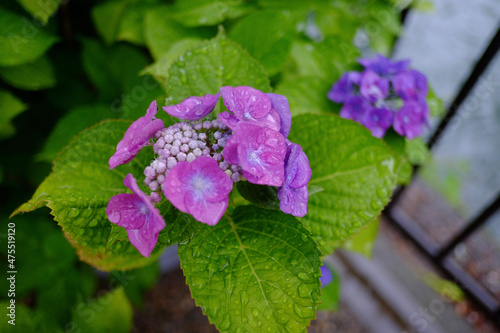 Wallpaper Mural purple Torontodigital.ca