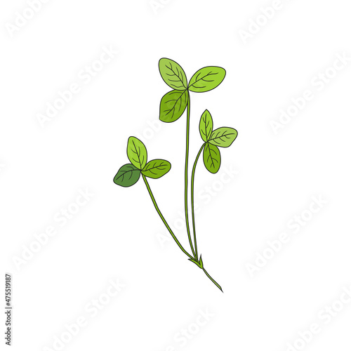 Red clover, Shamrock wild field flower isolated on white, botanical hand drawn doodle ink vector colorful illustration, for design package tea, cosmetic, medicine, greeting card, wedding invitation