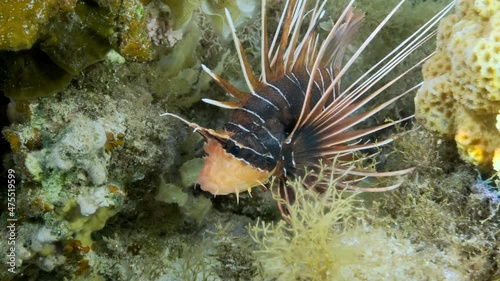 Radial Firefish or Red sea lionfish (Pterois radiata, Pterois cincta) swims above seabed covered with algae. Close-up, Slow motion photo