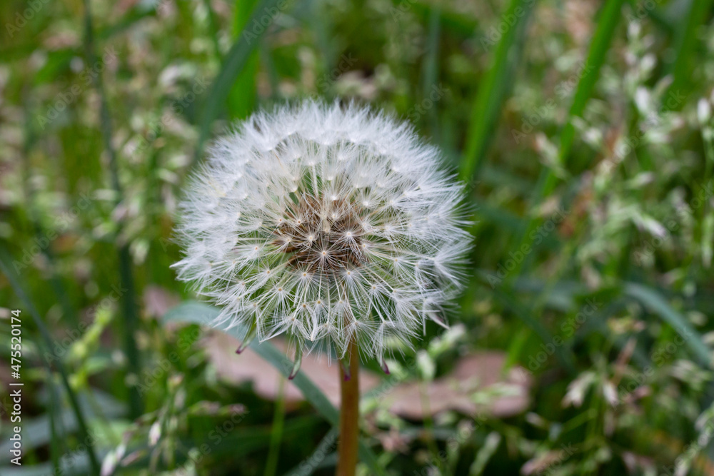 Closed Bud of a dandelion. Dandelion white flowers in green grass. Closed Bud of a dandelion. Dandelion white flowers in green grass.