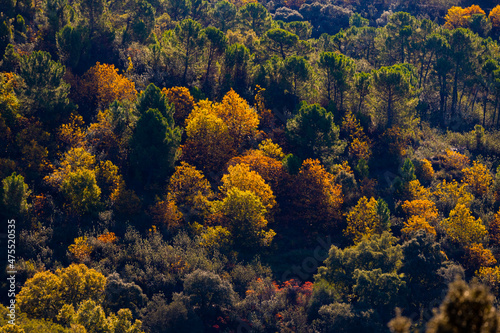 Autumn trees and leaves. Autumn landscape. Autumn at Valle del Genal.Otoño en el Valle del Genal.