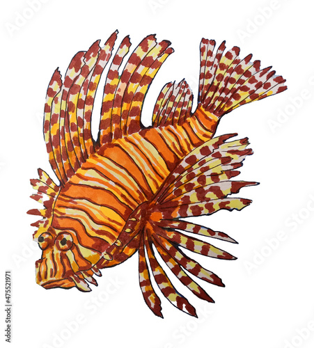 Lionfish, tropical fish. Hand drawn watercolor illustration, isolated on white background.