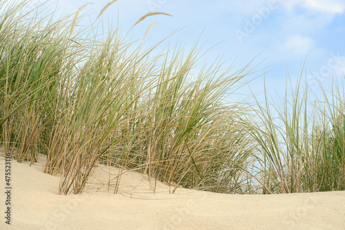 Düne mit Strandhafer (Dünengras)