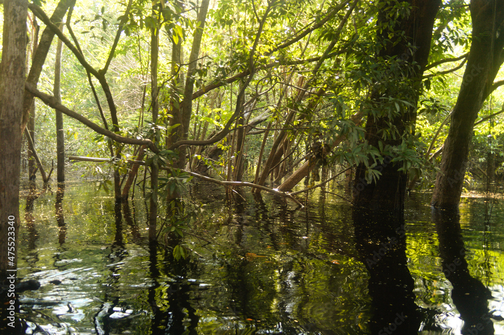 Natural amazon river flood Natural amazon river flood