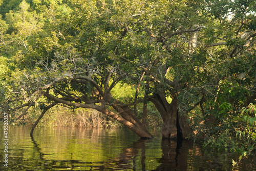trees in the river