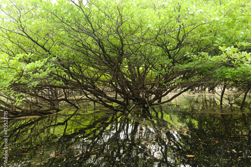 Reflection of the tree o. The river in the forest