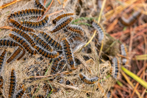 Close up of Pine processionary caterpillars (Thaumetopoea pityocampa). Bunch of caterpillars in the woods..

Orugas procesionarias (Thaumetopoea pityocampa). Montón de orugas en el campo.