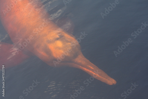 Pink dolphin swimming in the black river