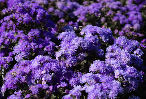 Trendy Color of the year 2022 Very Peri. Small Lavender flowers close-up. Floral background. Floral greeting card. Lilac Bush asters or chrysanthemums. Live wall. Flat lay. Copy space.