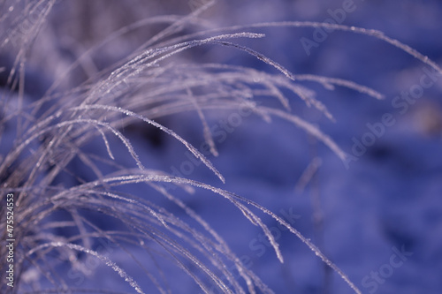 Trendy Color of the year 2022 Very Peri. Nature winter background. Winter landscape. Shiny frost on the grass in the snow. Grass covered with frost and snow drifts close-up. Frost macro. Frozen grass.