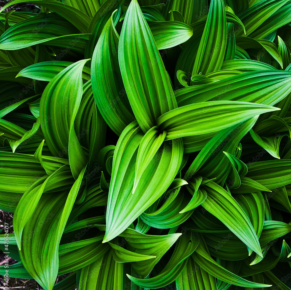green leaves background