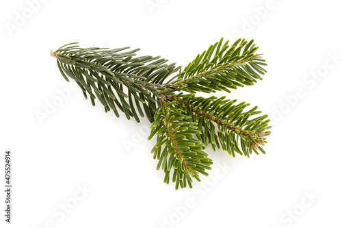 Caucasian fir twig isolated on white background. Abies nordmanniana photo
