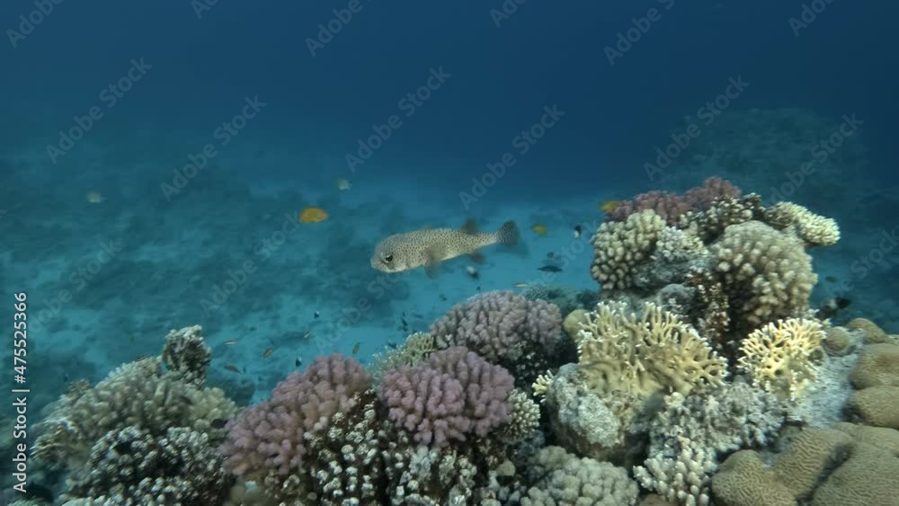 Spotted Porcupine Fish - Diodon hystrix. Spot-fin porcupinefish swims in the blue water above coral reef. Underwater shot. Spotted Porcupine Fish - Diodon hystrix. Spot-fin porcupinefish swims in the blue water above coral reef. Underwater shot.