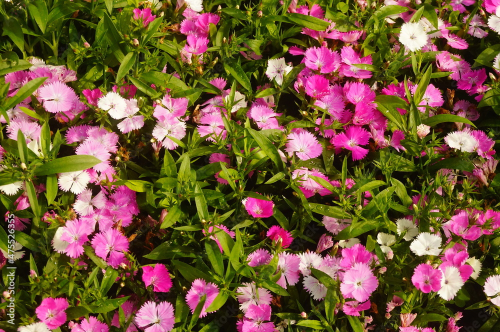 Carnation is very beautiful Carnation is very beautiful