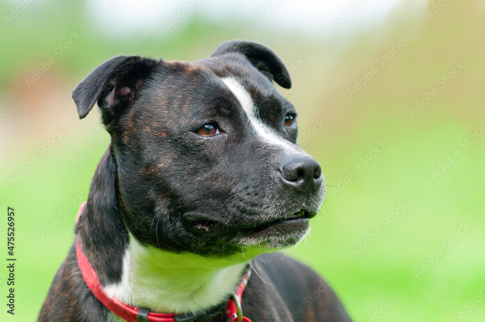 Close up shot of a beautiful Staffordshire bull terrier type dog, brindle coloured with red collar standing looking into distance outdoors.