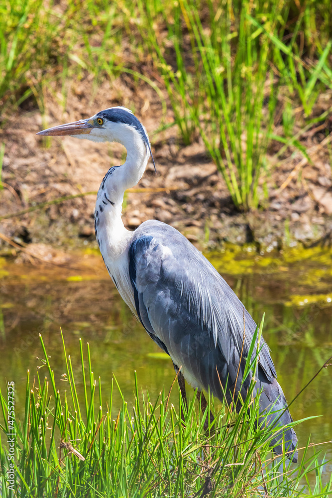 Obraz premium Black headed heron at a water pond in Masai mara national reserve