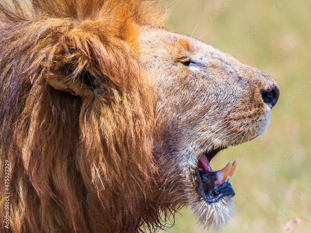 Lion male showing his fangs Lion male showing his fangs