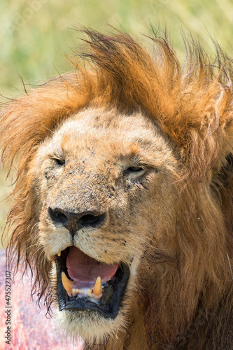 Male Lion showing his fangs