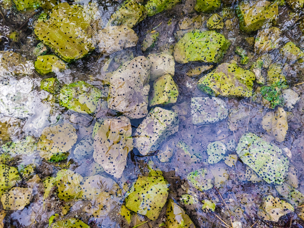background stones in clear water