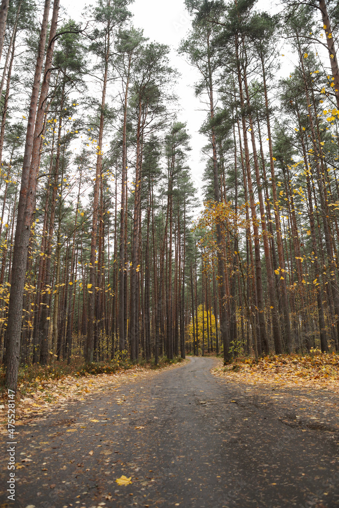 Obraz premium Small countryside asphalt road through forest in autumn.